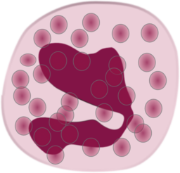 Eosinophil