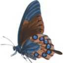 download Butterfly Papilio Philenor Side clipart image with 180 hue color