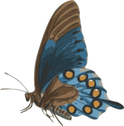 Butterfly Papilio Philenor Side