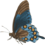 Butterfly Papilio Philenor Side