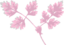 Chervil