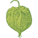 Tomatillo