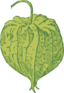 Tomatillo