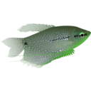 download Pearl Gourami clipart image with 90 hue color