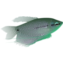 download Pearl Gourami clipart image with 135 hue color