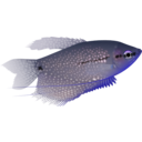 download Pearl Gourami clipart image with 225 hue color