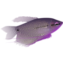 download Pearl Gourami clipart image with 270 hue color