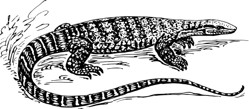 Monitor Lizard