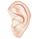 Human Ear