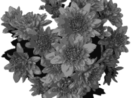 Flowers In Greyscale