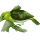 download Foudia Eminentissima clipart image with 45 hue color