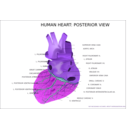 download Human Heart Posterior View clipart image with 270 hue color