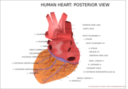 Human Heart Posterior View