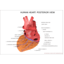 Human Heart Posterior View