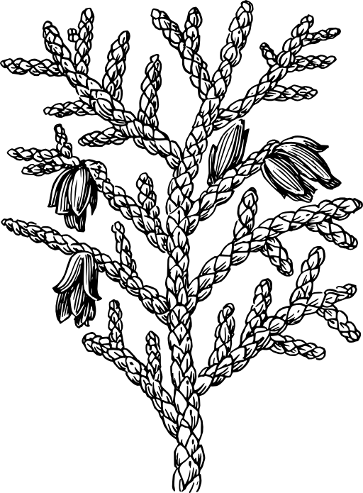 Thuya