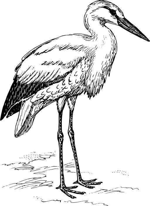 Stork