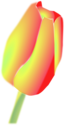 Tulip Flower
