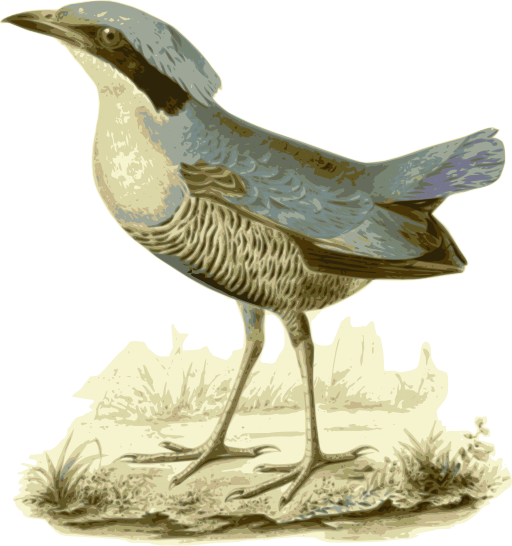 Pitta Elliotii