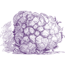 download Cauliflower clipart image with 180 hue color