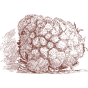 download Cauliflower clipart image with 270 hue color