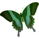 download Papilio Blumei clipart image with 45 hue color