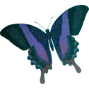 download Papilio Blumei clipart image with 135 hue color