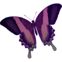 download Papilio Blumei clipart image with 225 hue color