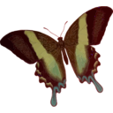 download Papilio Blumei clipart image with 315 hue color