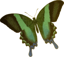 Papilio Blumei