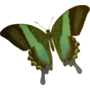 Papilio Blumei