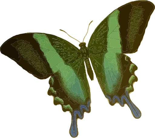 Papilio Blumei