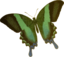 Papilio Blumei