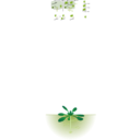 download Arabidopsis Thaliana clipart image with 45 hue color