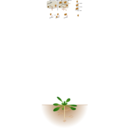 Arabidopsis Thaliana