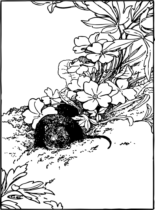 Vole