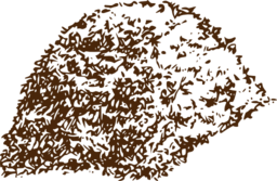 Compost Pile