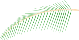 Leaf Of Coconut Tree