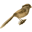 Paradoxornis Heudei