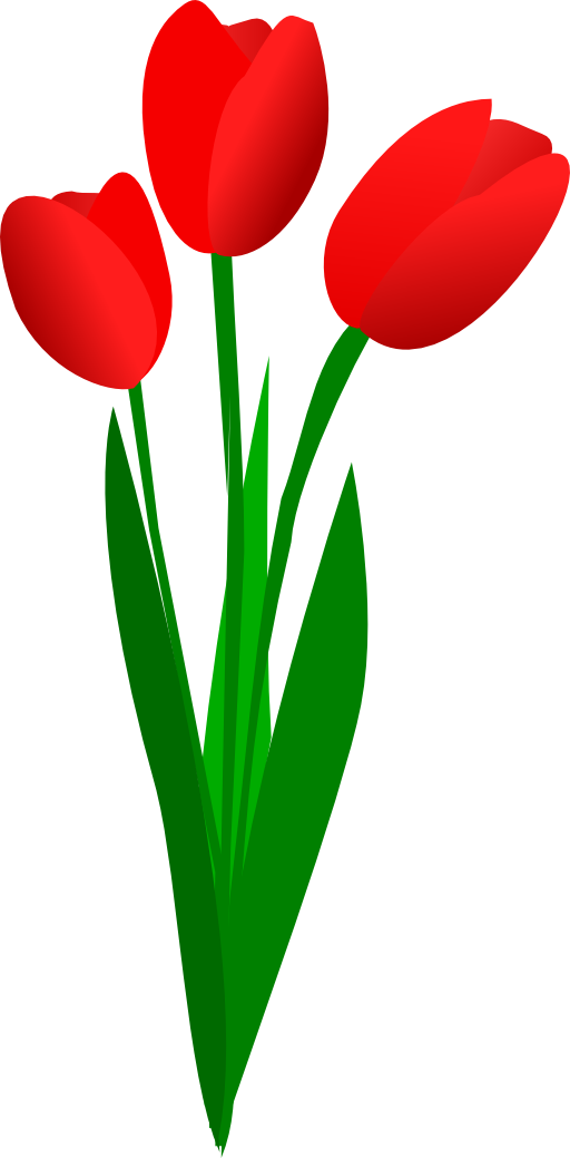 Three Red Tulips