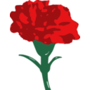 Carnation