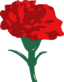 Carnation
