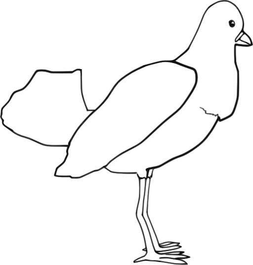 Bird Outline