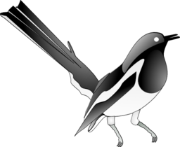 Oriental Magpie Robin