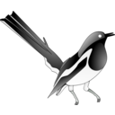 download Oriental Magpie Robin clipart image with 0 hue color