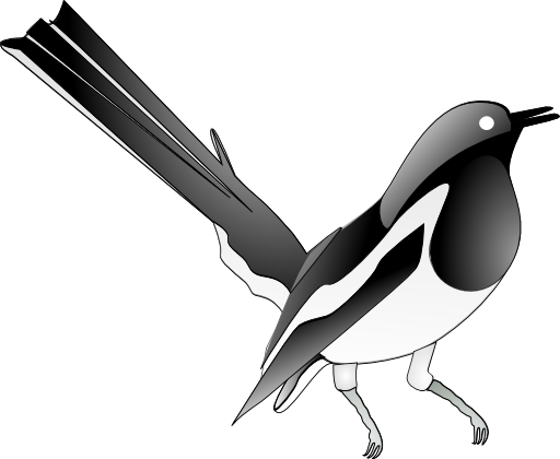 Oriental Magpie Robin