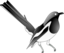 Oriental Magpie Robin