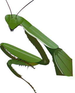 Praying Mantis