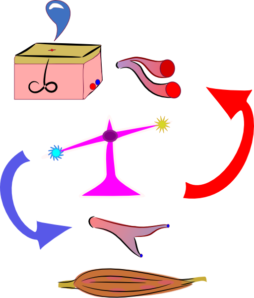 Thermoregulation