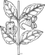 Ku Impatiens Capensis