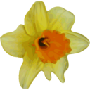 download Crocus clipart image with 0 hue color